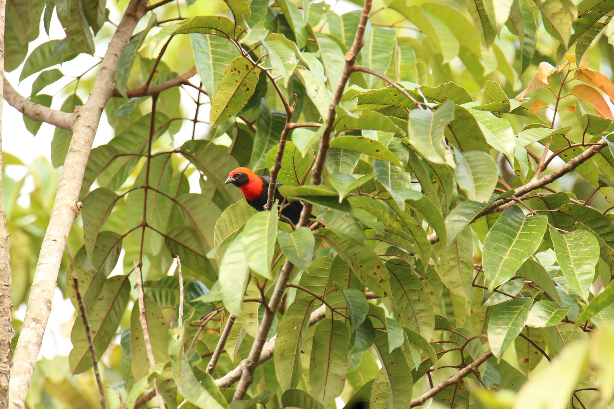 Cassin's Malimbe (Malimbus cassini), photo 1