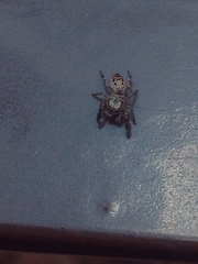 Metaphidippus