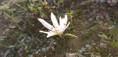 Angiospermae