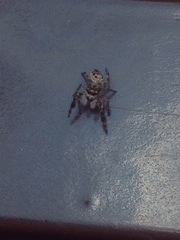 Metaphidippus