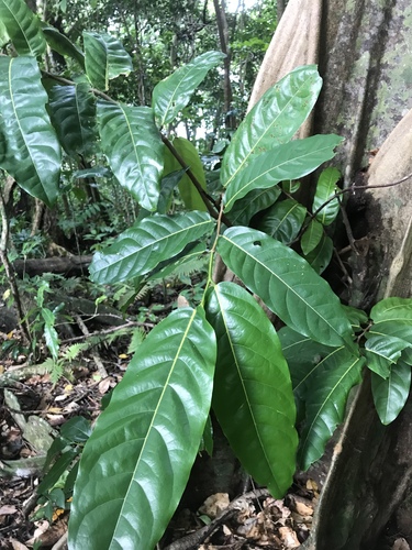Inocarpus fagifer