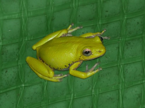 Hyperolius cinnamomeoventris