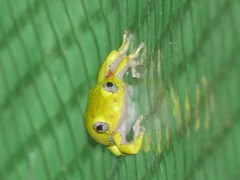 Hyperolius cinnamomeoventris