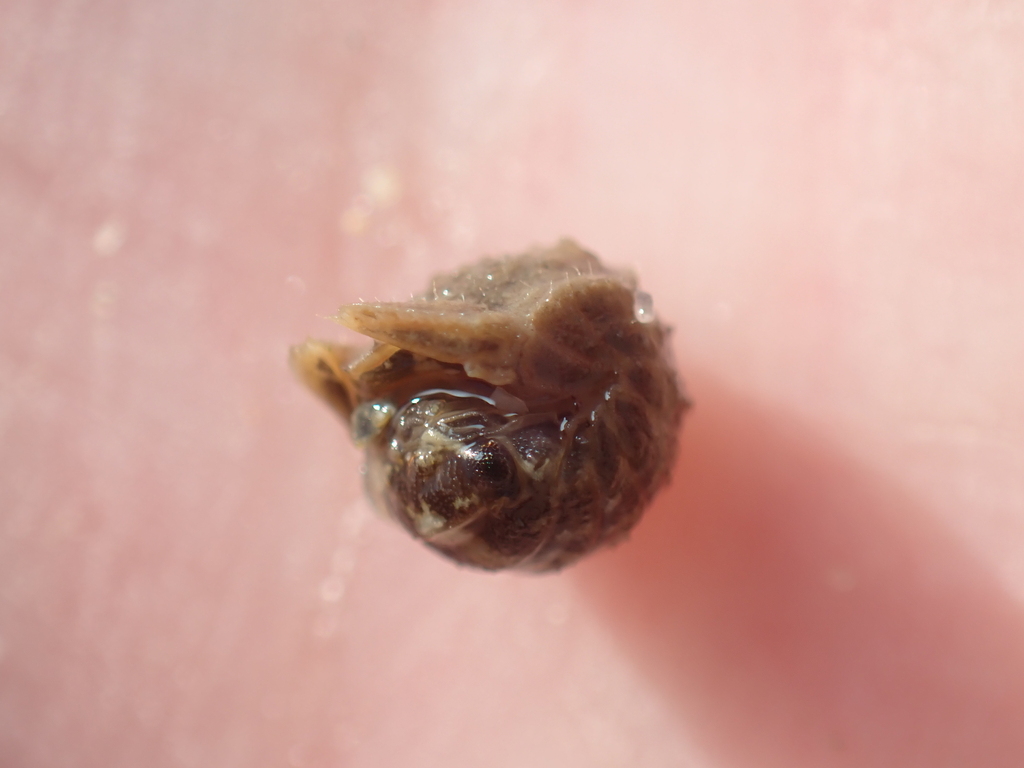Marine isopod