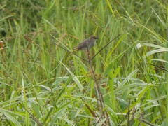 Cisticola anonymus