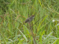 Cisticola anonymus