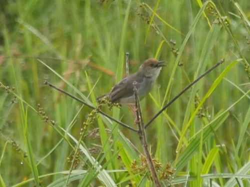 Chattering Cisticola (Cisticola anonymus), photo 5