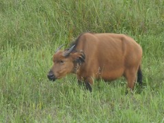 Syncerus caffer nanus