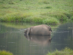 Loxodonta cyclotis