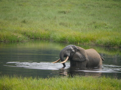 Loxodonta cyclotis