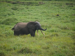 Loxodonta cyclotis