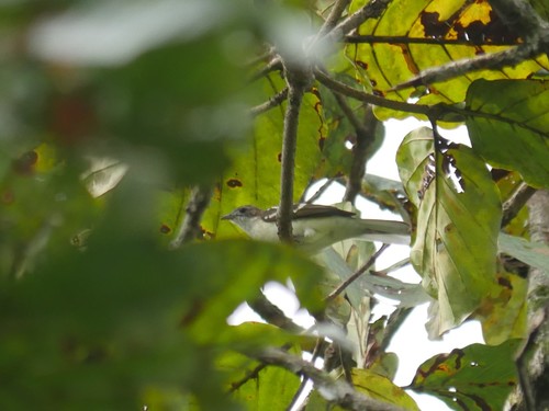Spotted Greenbul (Ixonotus guttatus), photo 6