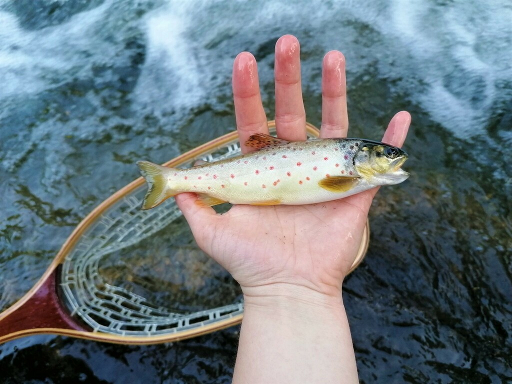 River Trout from 30120 Avèze, France on June 16, 2023 at 1106 AM by laurinemerlier · iNaturalist