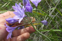 Triteleia laxa