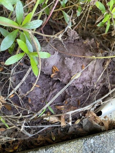 Calvatia cyathiformis