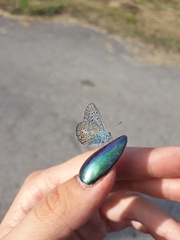 Polyommatus icarus