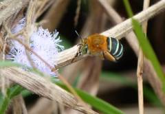 Amegilla cingulata