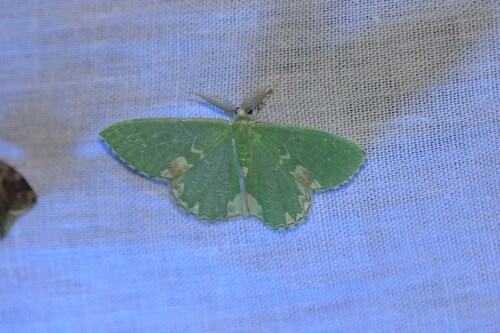 Blotched Emerald, 5694 Breugel, Nederland, photo 7 of 10