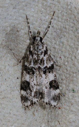 Eudonia delunella