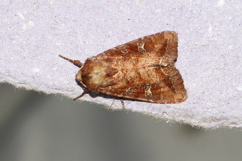 Lacanobia splendens