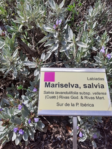 Salvia lavandulifolia iNat (1)