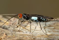 Callibracon capitator