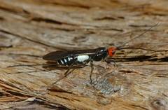 Callibracon capitator