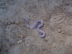 Atractus touzeti