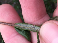 Lonicera subspicata subspicata