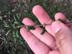 Lonicera subspicata subspicata