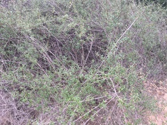 Lonicera subspicata subspicata
