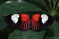 Heliconius melpomene penelope