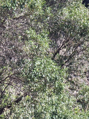 Olea europaea subsp. cerasiformis image