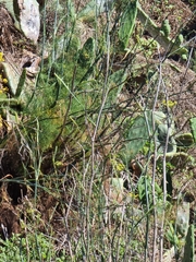 Anethum foeniculum image