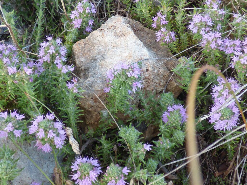 Thymus revolutus