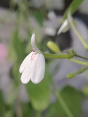 Rhinacanthus nasutus