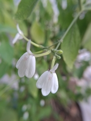 Rhinacanthus nasutus