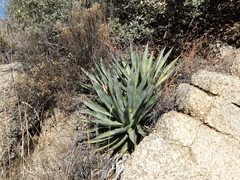 Agave mckelveyana