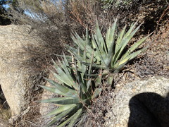 Agave mckelveyana