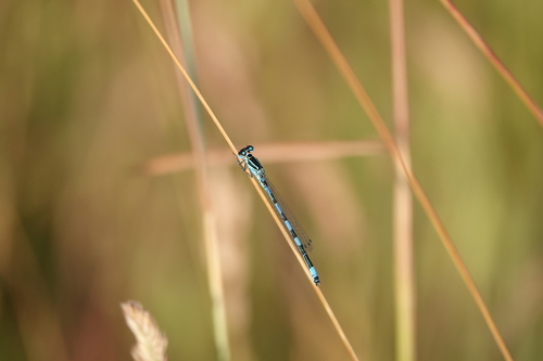 Coenagrion mercuriale