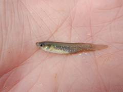 Fundulus chrysotus