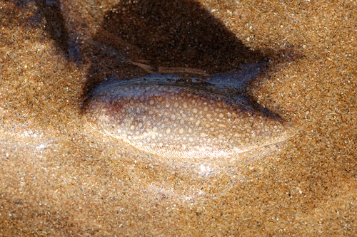 Spotted tonguesole (Paraplagusia guttata) — Cynoglossidae — 3