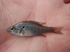 Lepomis humilis
