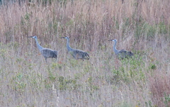 Antigone canadensis pulla