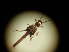 Zelandobius