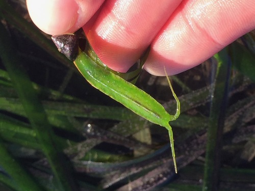 Representative image of Synischia