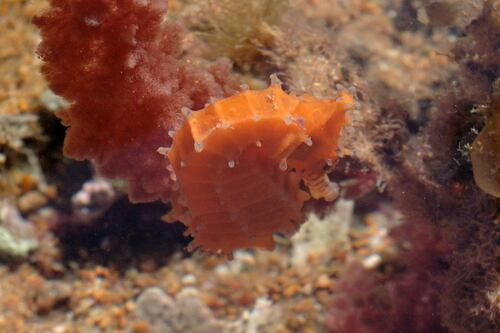 Manyspine seahorse (Hippocampus multispinus) — Syngnathidae — 4