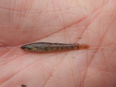 Etheostoma gracile