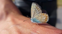 Polyommatus icarus
