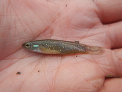 Fundulus chrysotus